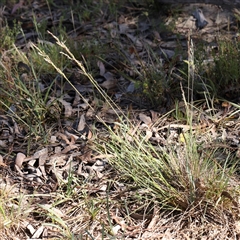 Poa sieberiana at Gundaroo, NSW - 6 Nov 2024 09:43 AM