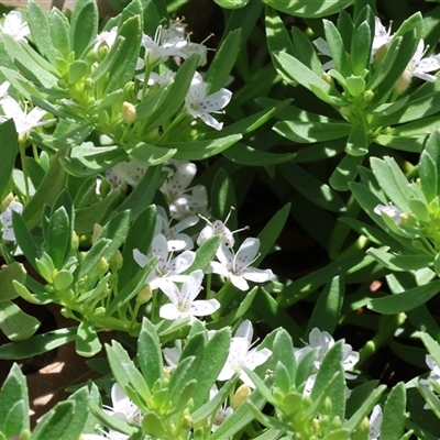 Unverified Other Shrub at West Wodonga, VIC - 8 Nov 2024 by KylieWaldon