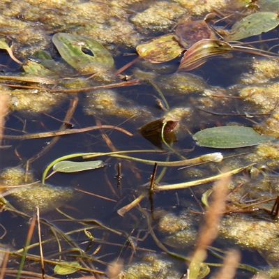 Ottelia ovalifolia subsp. ovalifolia (Swamp Lily) at Gundaroo, NSW - 6 Nov 2024 by ConBoekel