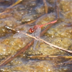 Diplacodes bipunctata (Wandering Percher) at Gundaroo, NSW - 6 Nov 2024 by ConBoekel