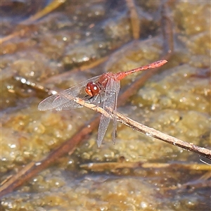 Diplacodes bipunctata at Gundaroo, NSW - 6 Nov 2024 09:47 AM