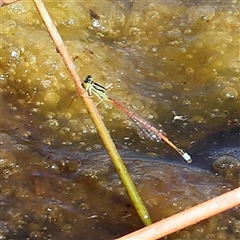 Ischnura aurora (Aurora Bluetail) at Gundaroo, NSW - 6 Nov 2024 by ConBoekel