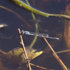 Austrolestes leda (Wandering Ringtail) at Gundaroo, NSW - 5 Nov 2024 by ConBoekel