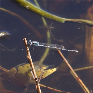 Austrolestes leda at Gundaroo, NSW - 6 Nov 2024 09:49 AM