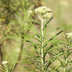 Cassinia longifolia (Shiny Cassinia, Cauliflower Bush) at Gundaroo, NSW - 6 Nov 2024 by ConBoekel