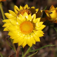 Xerochrysum viscosum (Sticky Everlasting) at Gundaroo, NSW - 5 Nov 2024 by ConBoekel