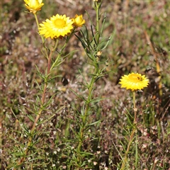 Xerochrysum viscosum at Gundaroo, NSW - 6 Nov 2024