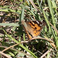 Vanessa kershawi (Australian Painted Lady) at Gundaroo, NSW - 6 Nov 2024 by ConBoekel