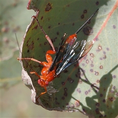 Lissopimpla excelsa (Orchid dupe wasp, Dusky-winged Ichneumonid) at Gundaroo, NSW - 6 Nov 2024 by ConBoekel