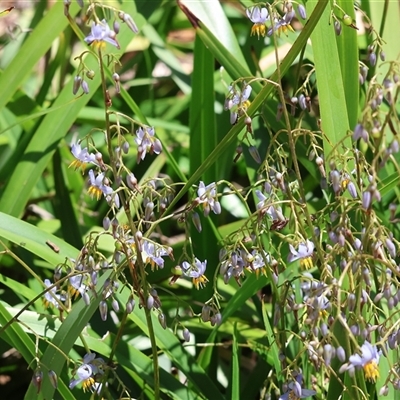 Dianella sp. at West Wodonga, VIC - 8 Nov 2024 by KylieWaldon