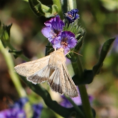 Helicoverpa punctigera (Native Budworm) at Gundaroo, NSW - 6 Nov 2024 by ConBoekel