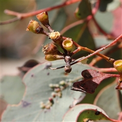 Eucalyptus melliodora at Gundaroo, NSW - 6 Nov 2024