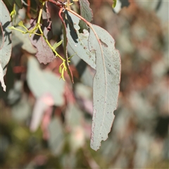 Eucalyptus melliodora at Gundaroo, NSW - 6 Nov 2024