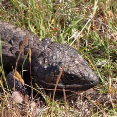 Tiliqua rugosa (Shingleback Lizard) at Gundaroo, NSW - 5 Nov 2024 by ConBoekel