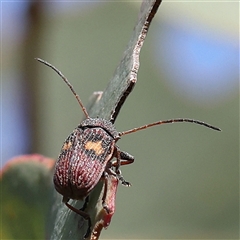 Cadmus (Cadmus) crucicollis (Leaf beetle) at Gundaroo, NSW - 6 Nov 2024 by ConBoekel