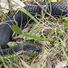 Austrelaps ramsayi (Highlands Copperhead) at Mount Clear, ACT - 7 Nov 2024 by GirtsO