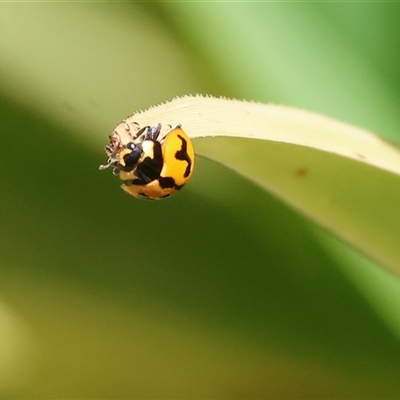 Coccinella transversalis (Transverse Ladybird) at West Wodonga, VIC - 8 Nov 2024 by KylieWaldon