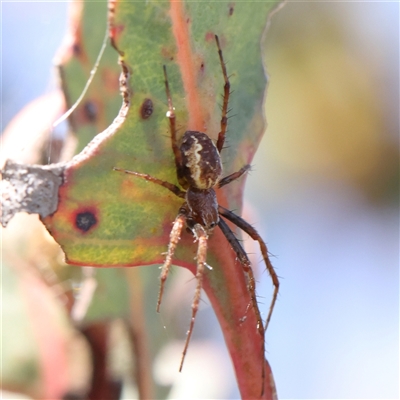 Unidentified Other hunting spider at Gundaroo, NSW - 5 Nov 2024 by ConBoekel