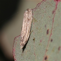 Scoparia (genus) (Unidentified Scoparia moths) at Gundaroo, NSW - 5 Nov 2024 by ConBoekel