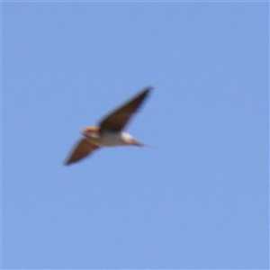 Petrochelidon ariel at Gundaroo, NSW - 6 Nov 2024 10:08 AM