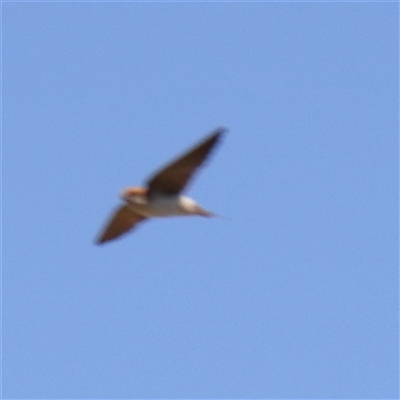 Petrochelidon ariel (Fairy Martin) at Gundaroo, NSW - 6 Nov 2024 by ConBoekel