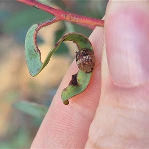 Trachymela sp. (genus) at Bungendore, NSW - suppressed