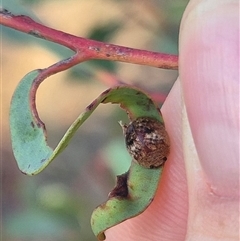 Trachymela sp. (genus) at Bungendore, NSW - suppressed