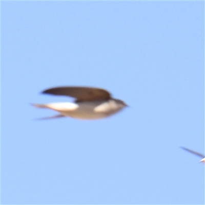 Petrochelidon nigricans (Tree Martin) at Gundaroo, NSW - 6 Nov 2024 by ConBoekel