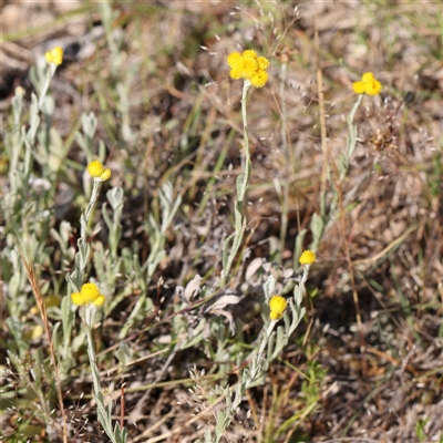 Chrysocephalum apiculatum (Common Everlasting) at Gundaroo, NSW - 6 Nov 2024 by ConBoekel