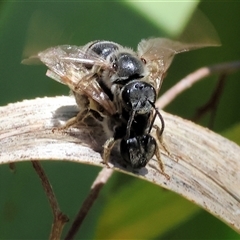 Unidentified Bee (Hymenoptera, Apiformes) at West Wodonga, VIC - 8 Nov 2024 by KylieWaldon