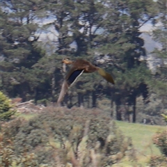 Anas superciliosa (Pacific Black Duck) at Gundaroo, NSW - 5 Nov 2024 by ConBoekel