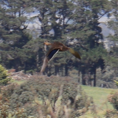 Anas superciliosa (Pacific Black Duck) at Gundaroo, NSW - 5 Nov 2024 by ConBoekel