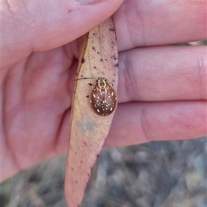 Paropsis geographica at Bungendore, NSW - 8 Nov 2024