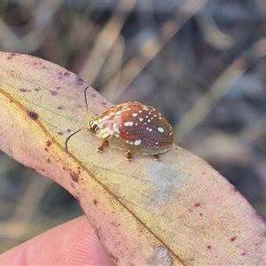 Paropsis geographica at Bungendore, NSW - 8 Nov 2024