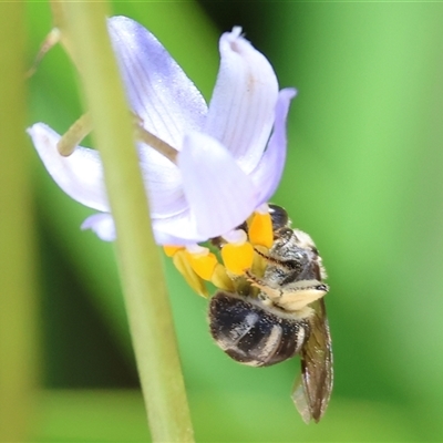 Unidentified Bee (Hymenoptera, Apiformes) at West Wodonga, VIC - 8 Nov 2024 by KylieWaldon