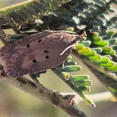 Doleromima hypoxantha (A Gelechioid moth) at Bungendore, NSW - 8 Nov 2024 by clarehoneydove