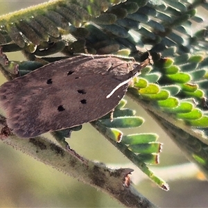 Doleromima hypoxantha at suppressed - 8 Nov 2024