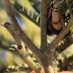 Doleromima hypoxantha at suppressed - 8 Nov 2024