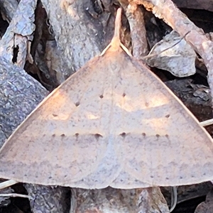 Epidesmia hypenaria at Bungendore, NSW - suppressed