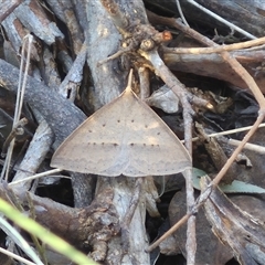 Epidesmia hypenaria at Bungendore, NSW - 8 Nov 2024