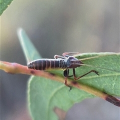 Torbia viridissima at Bungendore, NSW - suppressed