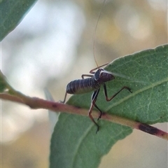 Torbia viridissima at Bungendore, NSW - 8 Nov 2024