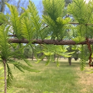 Taxodium distichum at Campbell, ACT - 8 Nov 2024 10:46 AM