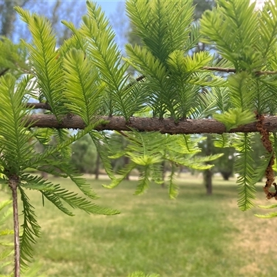 Taxodium distichum (Bald Cypress) at Campbell, ACT - 8 Nov 2024 by SilkeSma