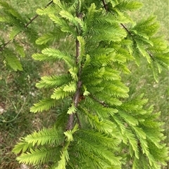 Taxodium distichum at Campbell, ACT - 8 Nov 2024 10:46 AM