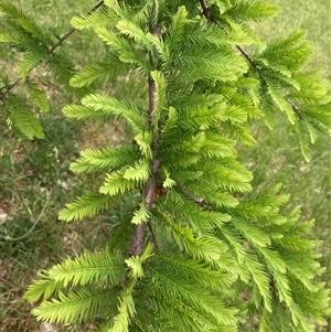 Taxodium distichum at Campbell, ACT - 8 Nov 2024 10:46 AM