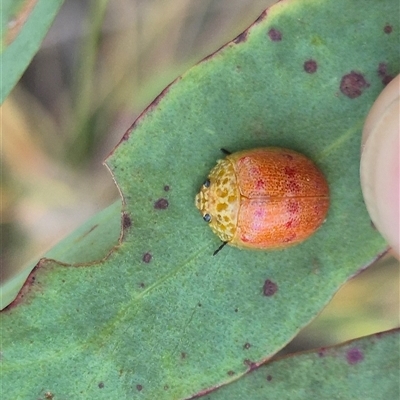 Paropsis obsoleta (Leaf beetle) at Bungendore, NSW - 8 Nov 2024 by clarehoneydove