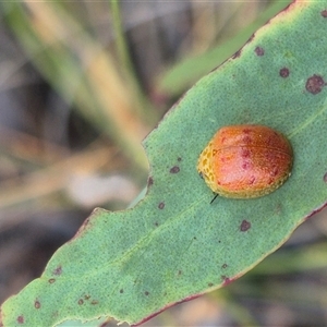 Paropsis obsoleta at Bungendore, NSW - 8 Nov 2024