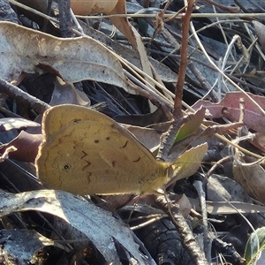 Heteronympha merope at Bungendore, NSW - suppressed