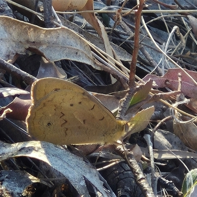 Heteronympha merope (Common Brown Butterfly) at Bungendore, NSW - 8 Nov 2024 by clarehoneydove